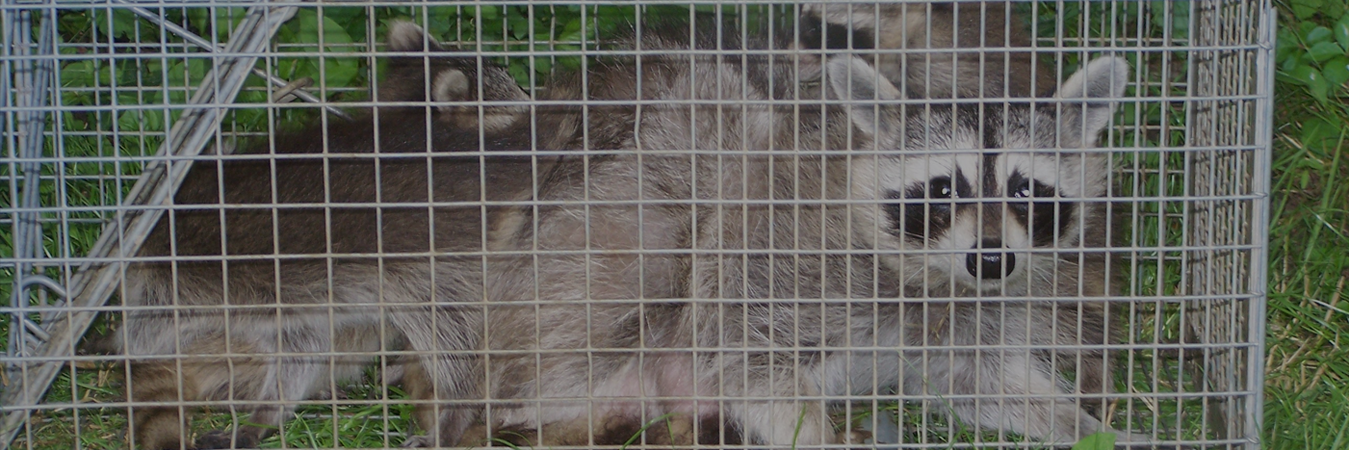 Raccoon Removal